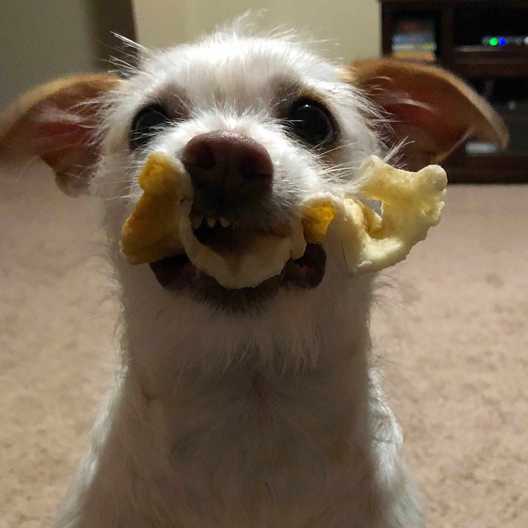Nibbler joined the competition — help win amazing prizes! canidae, carnivore, cavalier_king_charles_spaniel, companion_dog, dog, dog_breed, ear, fawn, fur, mammal, nose, parson_russell_terrier, puppy, snout, sporting_group, vertebrate, whiskers