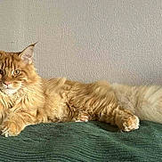 Archibald a rejoint le concours — aidez-le/la à gagner de superbes lots ! animal, blanket, cat, ears, eyes, feline, fluffy, fur, green_blanket, indoor, long_hair, lying_down, orange_cat, paw, pet, relaxed, tail, texture, wall, whiskers