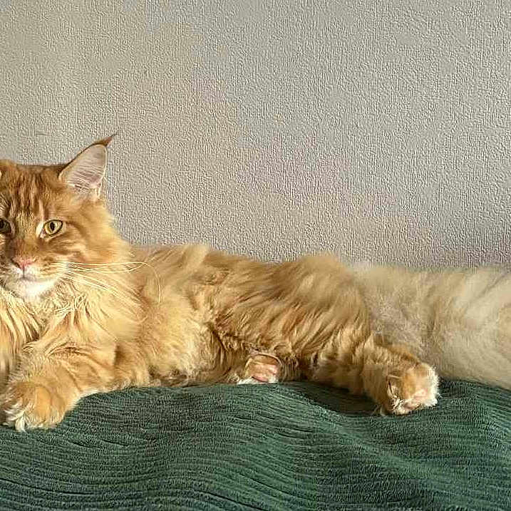 Archibald