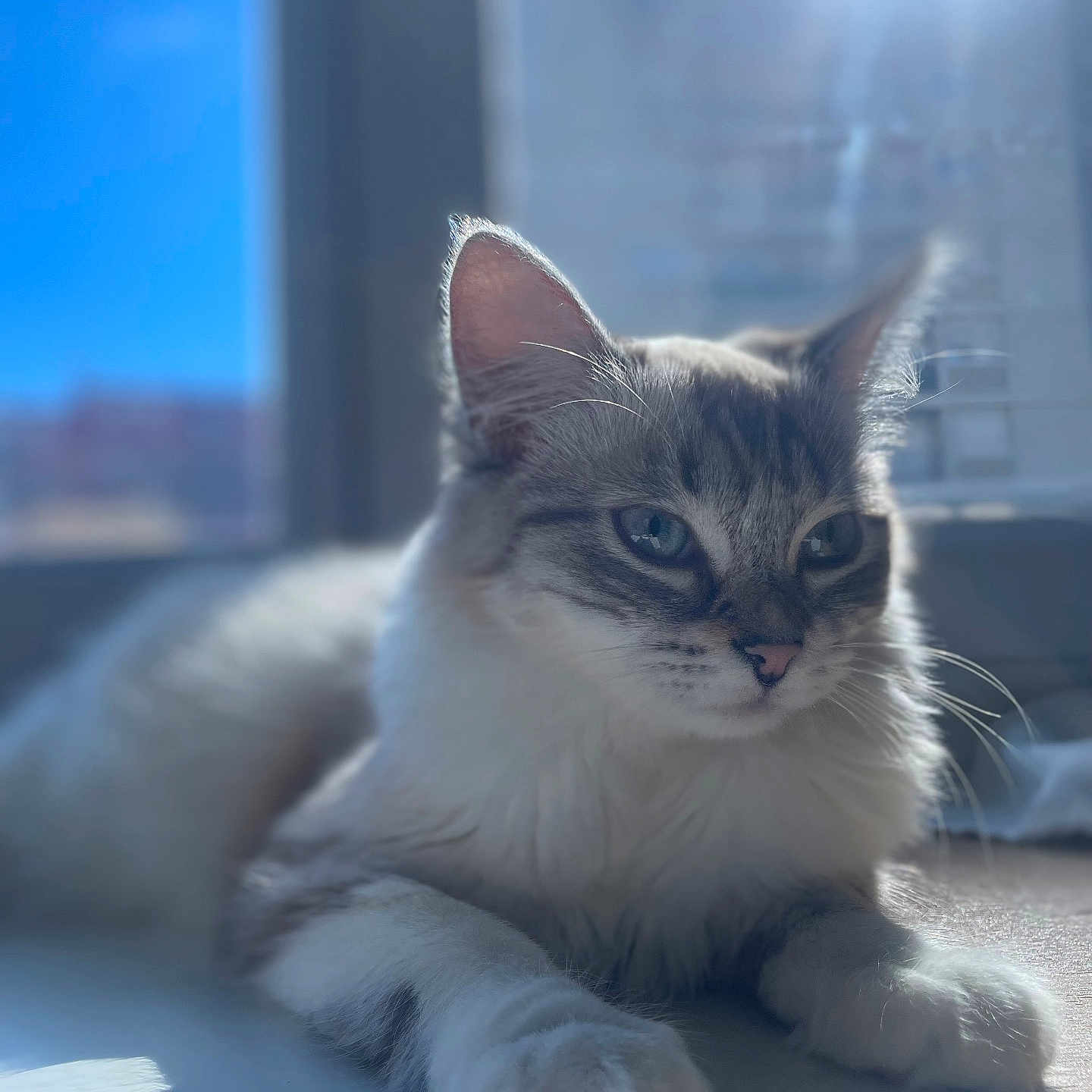 Ambre participe au concours pour gagner de l'argent avec cette photo : abyssinian, angora, animal, cat, flare, kitten, light, lighting, manx, nature, outdoors, pet, siamese, sky