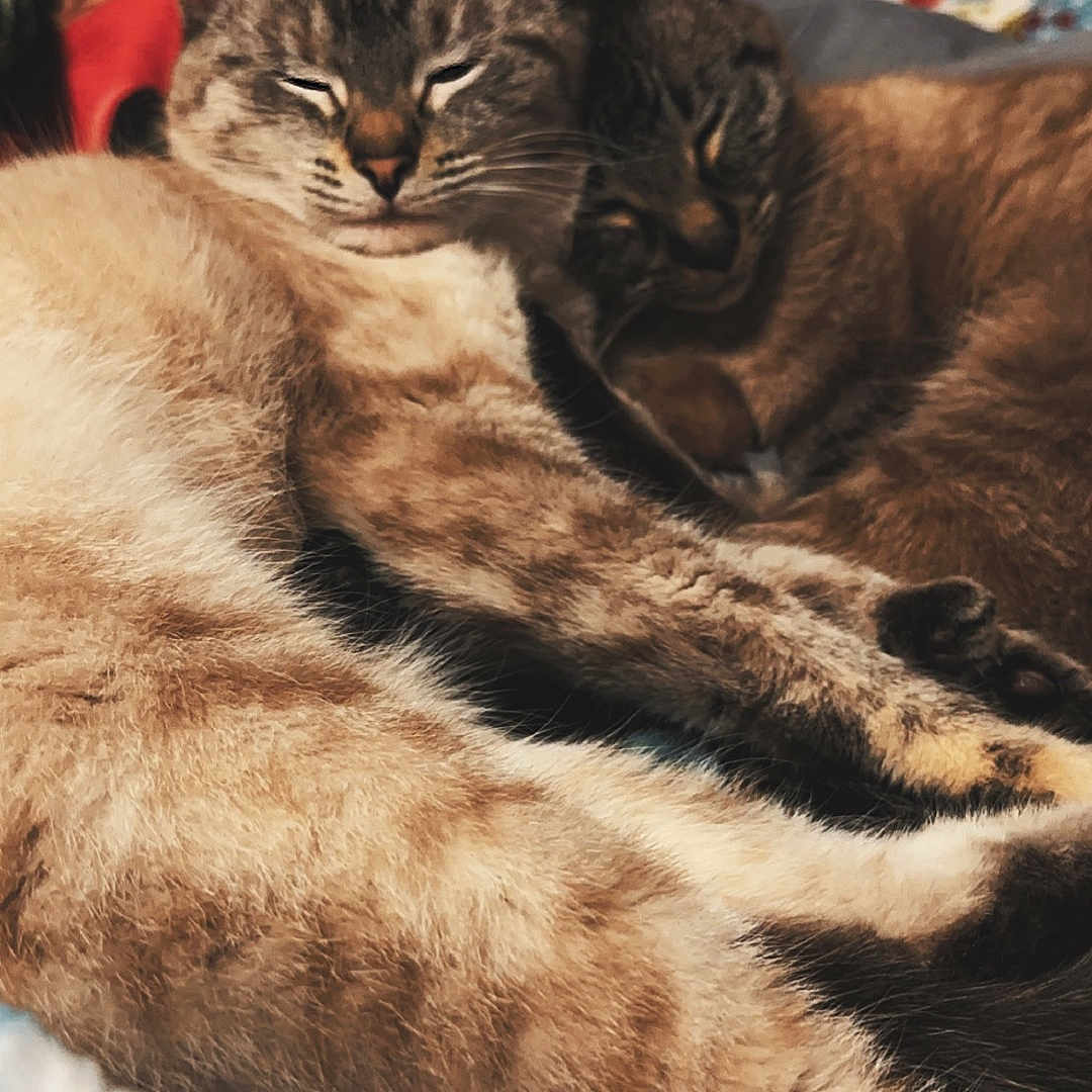 Sassie And Blossom