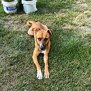 Brandie Girl joined the competition — help win amazing prizes! alert, animal, brown_dog, bucket, canine, dog, fence, flower, garden, grass, greenery, nature, outdoor, pet, plant, post, resting, sunlight, white_paw, yard