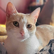 Mona is registered to the contest to win money with this photo: animal, beige, cat, close_up, cozy, cute, domestic_animal, ears, eyes, fabric, feline, fur, indoors, pattern, pet, portrait, relaxed, soft_light, whiskers, white