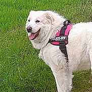 Neige a rejoint le concours — aidez-le/la à gagner de superbes lots ! dog, white_dog, julius_k9, harness, grass, outdoor, pet, canine, happy, walking, nature, fur, animal, muzzle, tongue, side_view, friendly, companion, summer, daytime