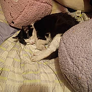 Uzi is registered to the contest to win money with this photo: cat, sleeping, black_and_white, blanket, cushion, indoor, pet, resting, cozy, furniture, soft, fur, animal, cute, relaxing, bedroom, comfort, domestic, quiet, nap