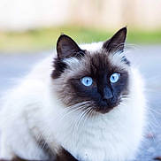 Pitou participe au concours pour gagner de l'argent avec cette photo : aegean_cat, balinese, birman, carnivoran, cat, cat_like_mammal, domestic_long_haired_cat, domestic_short_haired_cat, eye, fauna, fur, mammal, ragdoll, siamese, small_to_medium_sized_cats, snout, thai, whiskers