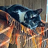 cat, black_and_white_cat, blanket, fringe, wood_paneling, window, natural_light, indoor, cozy, resting, pet, feline, animal, relaxed, fur, whiskers, ear, face, home, quiet