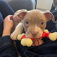 Oxo a rejoint le concours — aidez-le/la à gagner de superbes lots ! puppy, dog, toy, bone, chewing, pet, indoor, cuddle, lap, hand, brown, white, ears, nose, furniture, sofa, window, denim, closeup, cute