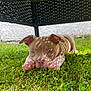 Oxo a rejoint le concours — aidez-le/la à gagner de superbes lots ! puppy, dog, grass, outdoor, sunlight, shadow, resting, pet, cute, animal, nature, greenery, young, ears, paw, nose, face, relaxing, daylight, chair
