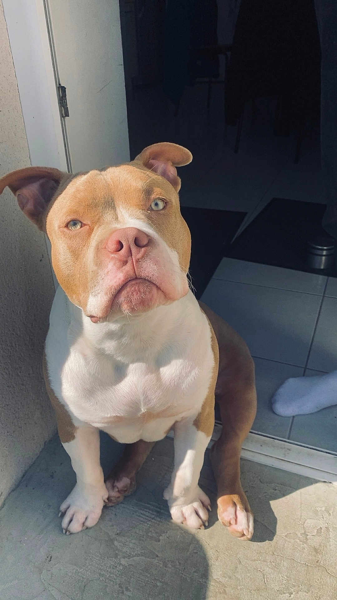 Oxo a rejoint le concours — aidez-le/la à gagner de superbes lots ! dog, pitbull, pet, animal, canine, sitting, doorway, sunlight, shadow, floor, tile, paw, ears, snout, indoor, quiet, waiting, expression, companion, home