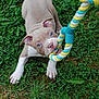 Oxo participe au concours pour gagner de l'argent avec cette photo : puppy, dog, blue_eyes, rope_toy, grass, playful, pet, animal, outdoor, nature, cute, young_dog, chewing, greenery, fun, adorable, grass_field, close_up, active, canine