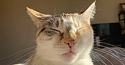 Pepper is registered to the contest to win money with this photo: cat, pet, feline, cream_color, white_fur, sleepy, squinting, whiskers, pink_nose, ears, close_up, portrait, sunlight, indoors, bed, bedding, bedroom, cozy, television, animal_photography