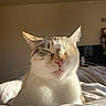 cat, pet, feline, cream_color, white_fur, sleepy, squinting, whiskers, pink_nose, ears, close_up, portrait, sunlight, indoors, bed, bedding, bedroom, cozy, television, animal_photography