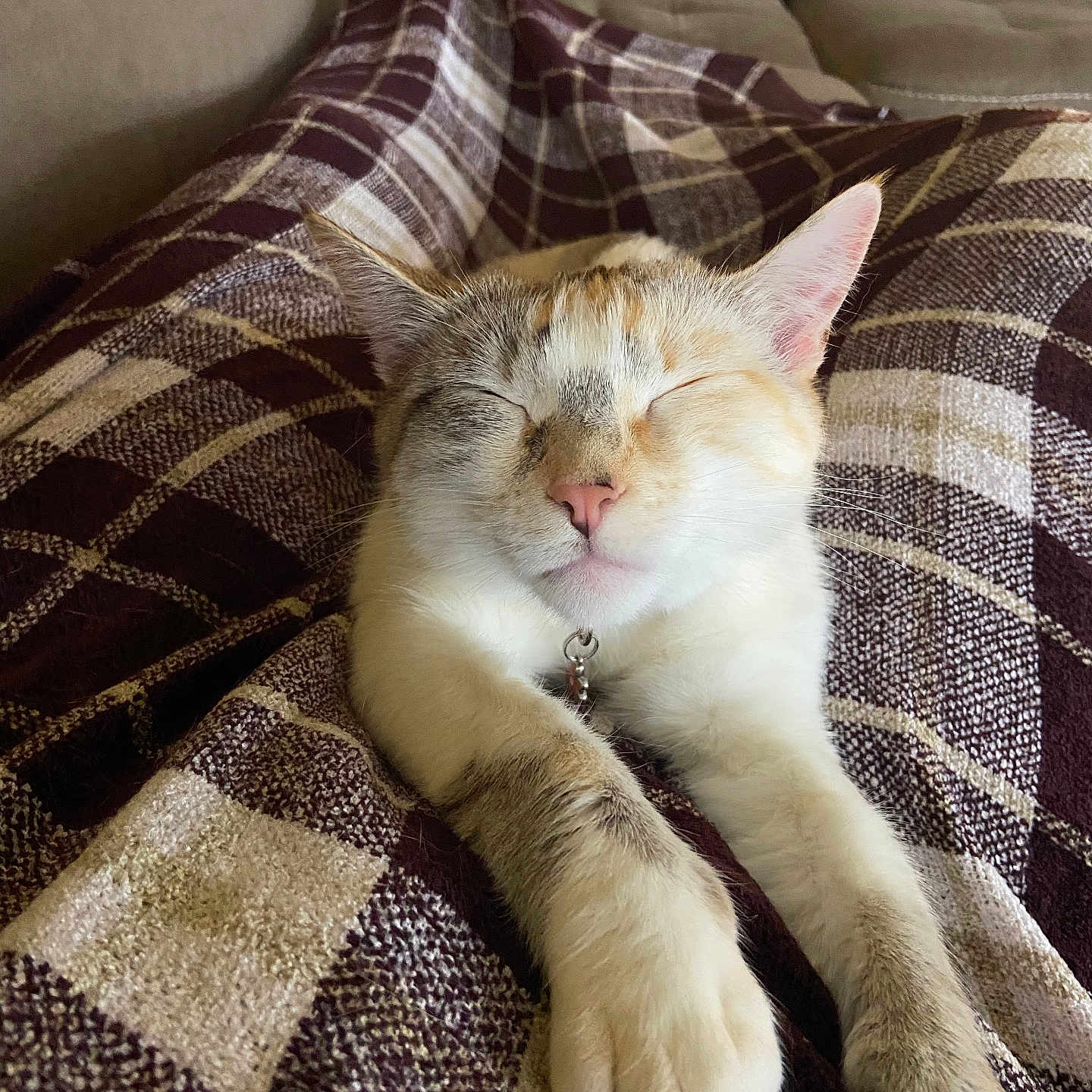 Pepper
