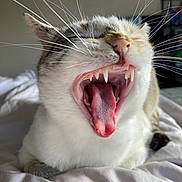 Pepper joined the competition — help win amazing prizes! cat, feline, yawning, open_mouth, fangs, teeth, tongue, whiskers, fur, white_fur, gray_fur, close_up, portrait, animal, pet, indoor, bed, bedding, cozy, funny