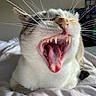 cat, feline, yawning, open_mouth, fangs, teeth, tongue, whiskers, fur, white_fur, gray_fur, close_up, portrait, animal, pet, indoor, bed, bedding, cozy, funny