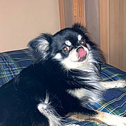 Ralph is registered to the contest to win money with this photo: animal, bed, black_and_white, blanket, canine, cozy, cute, dog, ears, fur, furniture, indoor, long_hair, lying_down, nose, paw, pet, plaid, tongue_out, wardrobe