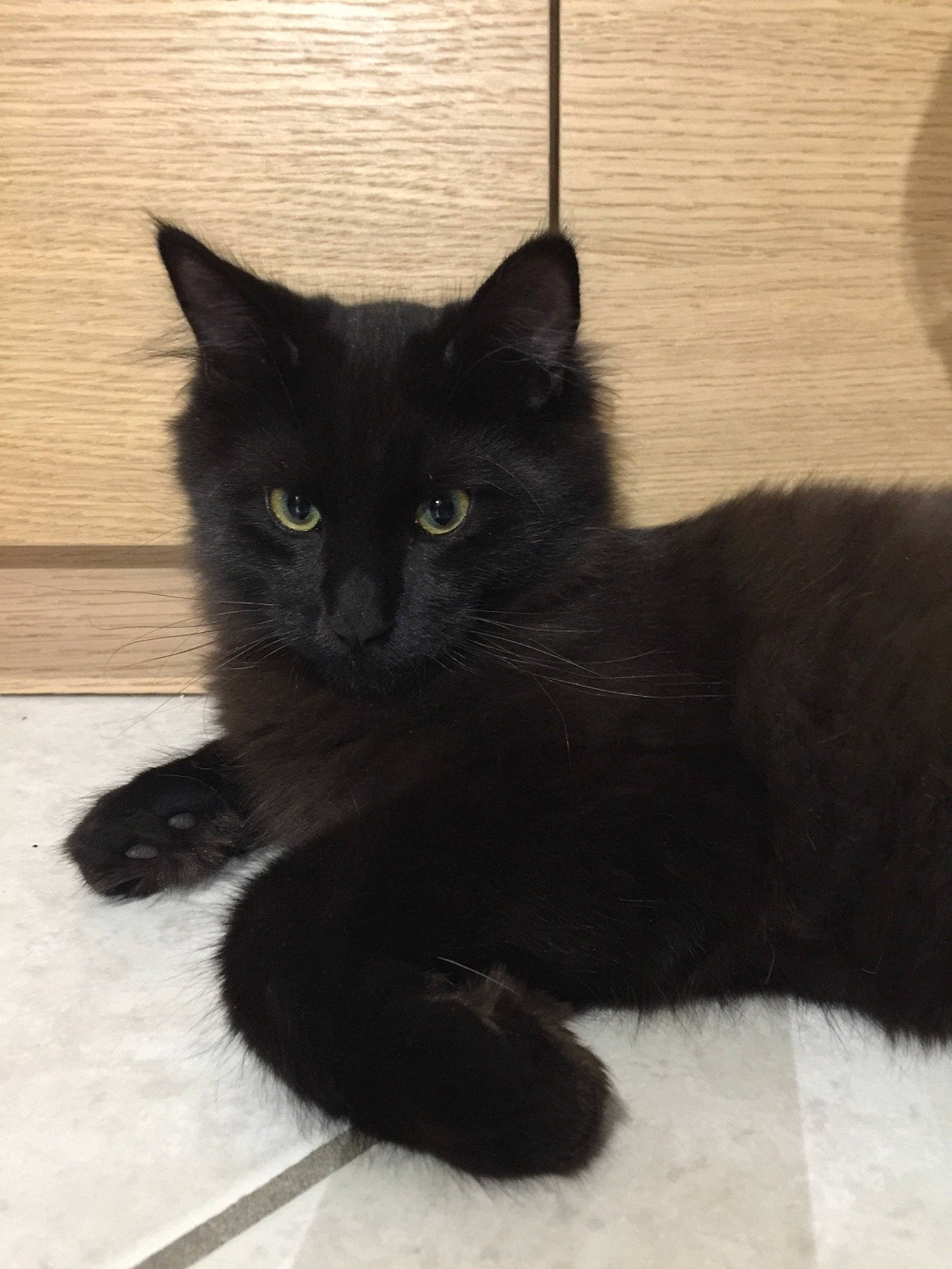 Raoni participe au concours pour gagner de l'argent avec cette photo : black_cat, bombay, carnivore, cat, claw, comfort, domestic_short_haired_cat, felidae, fur, grey, paw, small_to_medium_sized_cats, snout, tail, terrestrial_animal, whiskers, window