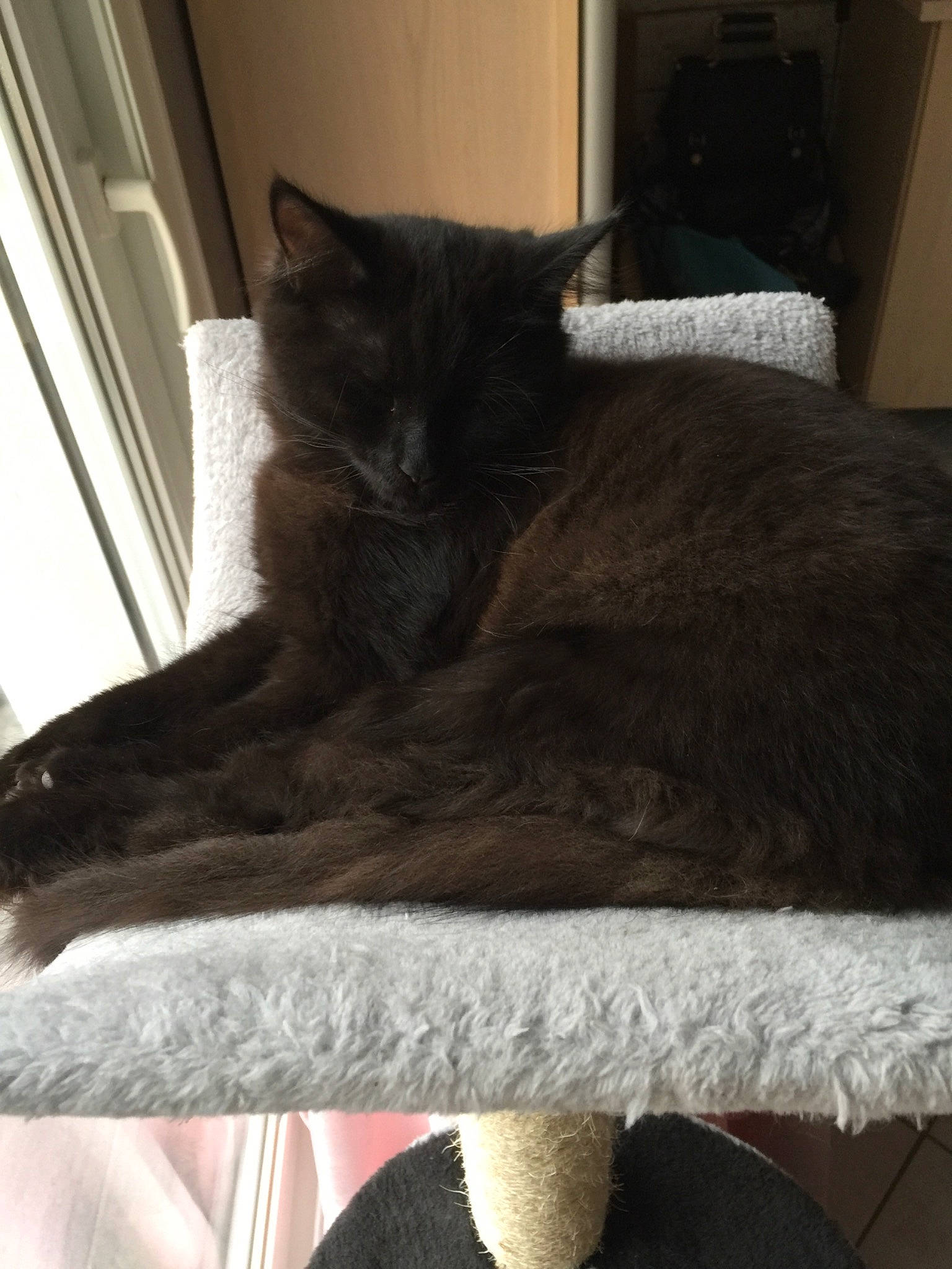 Raoni a rejoint le concours — aidez-le/la à gagner de superbes lots ! black_cat, carnivore, cat, chair, comfort, domestic_short_haired_cat, felidae, fur, grey, hardwood, human_leg, linens, room, small_to_medium_sized_cats, snout, tail, terrestrial_animal, whiskers, window, wood