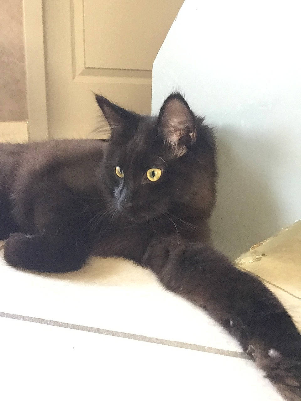 Raoni a rejoint le concours — aidez-le/la à gagner de superbes lots ! black_cat, carnivore, cat, claw, comfort, domestic_short_haired_cat, felidae, fur, grey, paw, rectangle, sitting, small_to_medium_sized_cats, snout, tail, terrestrial_animal, whiskers