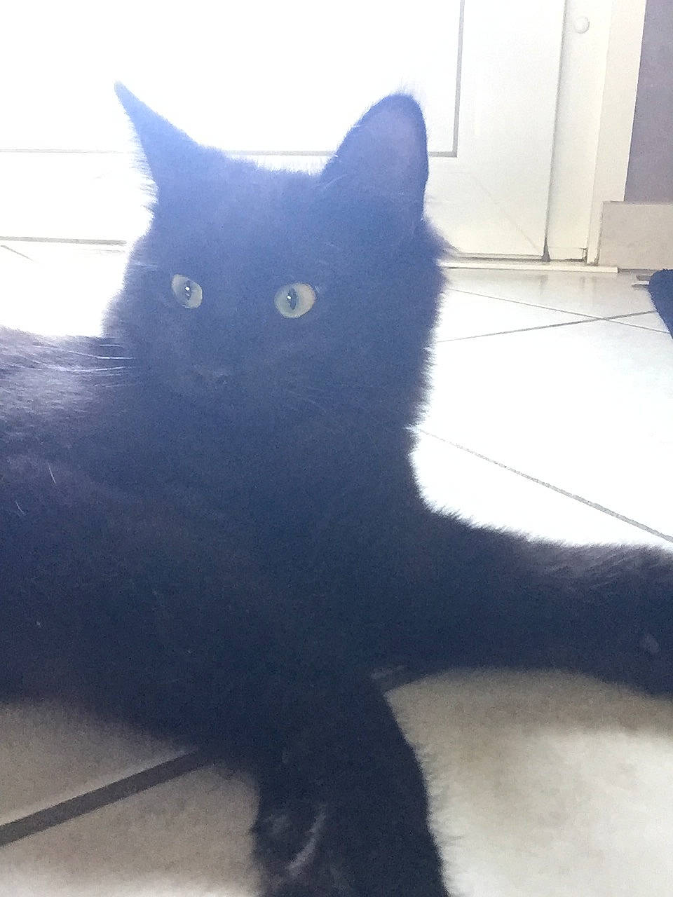 Raoni a rejoint le concours — aidez-le/la à gagner de superbes lots ! black_cat, carnivore, cat, claw, domestic_short_haired_cat, door, electric_blue, felidae, floor, flooring, fur, grey, mammal, paw, shadow, small_to_medium_sized_cats, snout, tail, tints_and_shades, whiskers