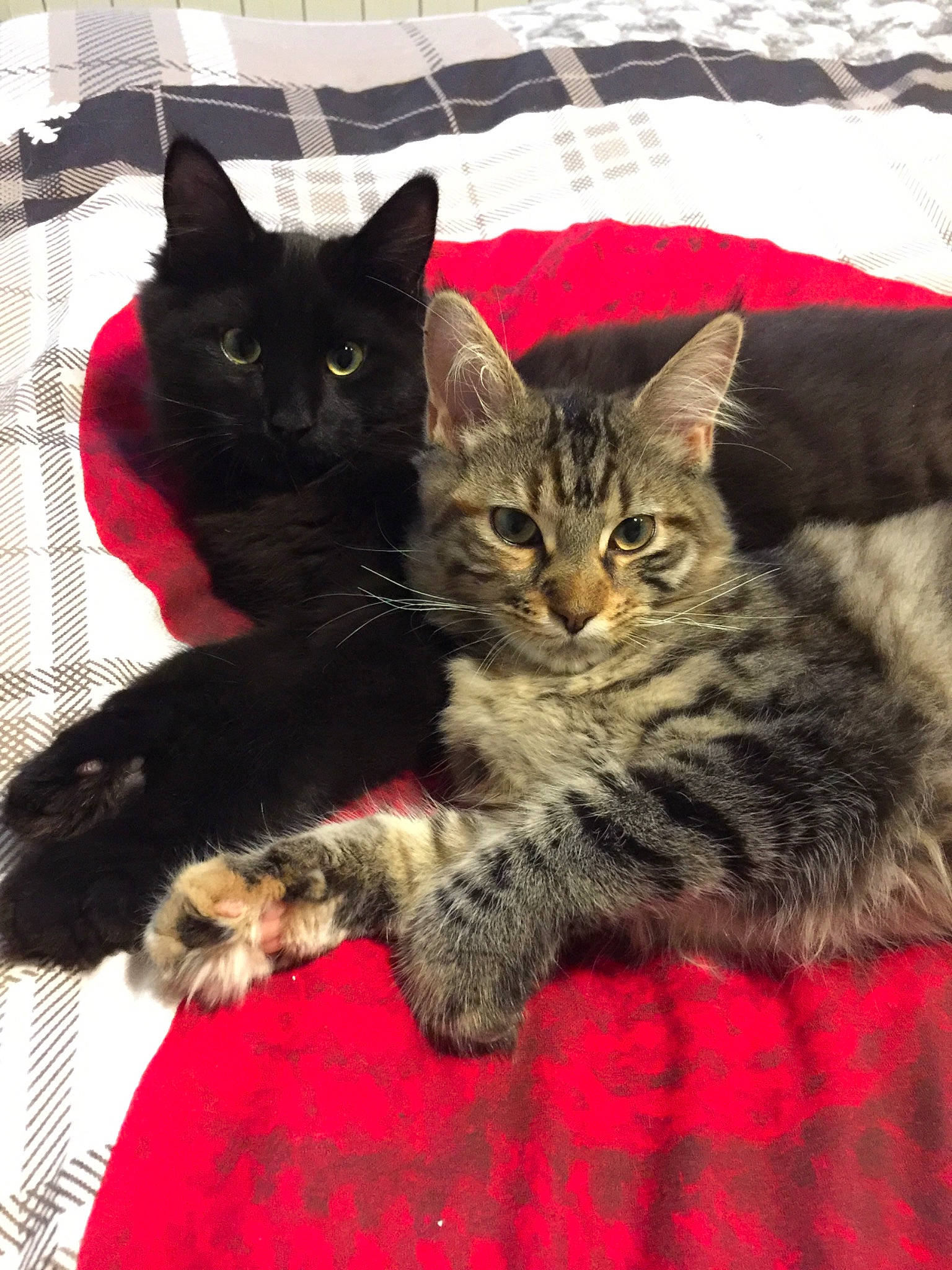 Raoni a rejoint le concours — aidez-le/la à gagner de superbes lots ! carnivore, cat, cat_furniture, claw, comfort, domestic_short_haired_cat, felidae, fur, mammal, paw, sitting, small_to_medium_sized_cats, snout, tail, tree, vertebrate, whiskers