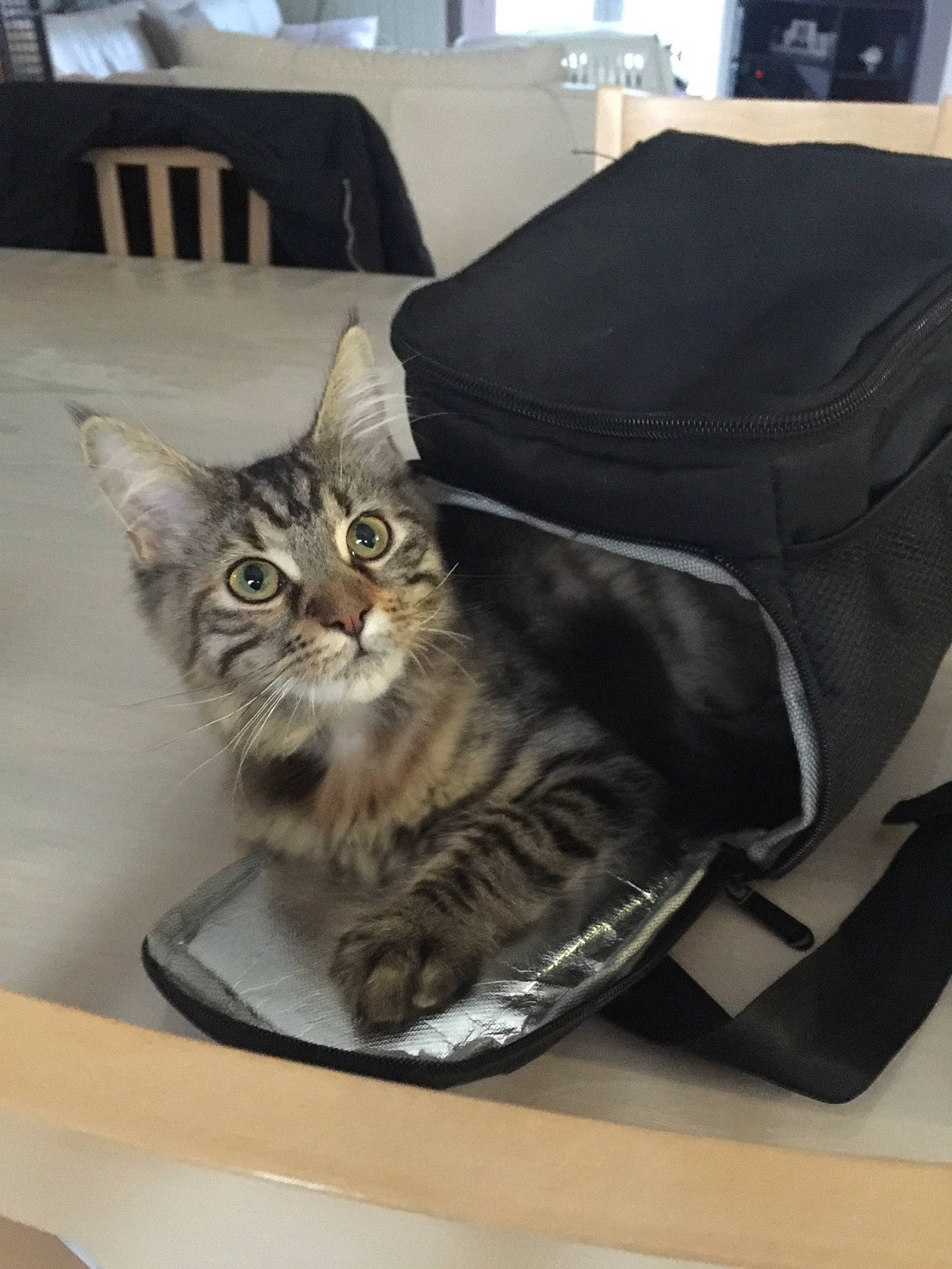 Reine a rejoint le concours — aidez-le/la à gagner de superbes lots ! box, cardboard, carnivore, cat, comfort, domestic_short_haired_cat, drawer, felidae, fur, maine_coon, paw, sitting, small_to_medium_sized_cats, vertebrate, whiskers, window
