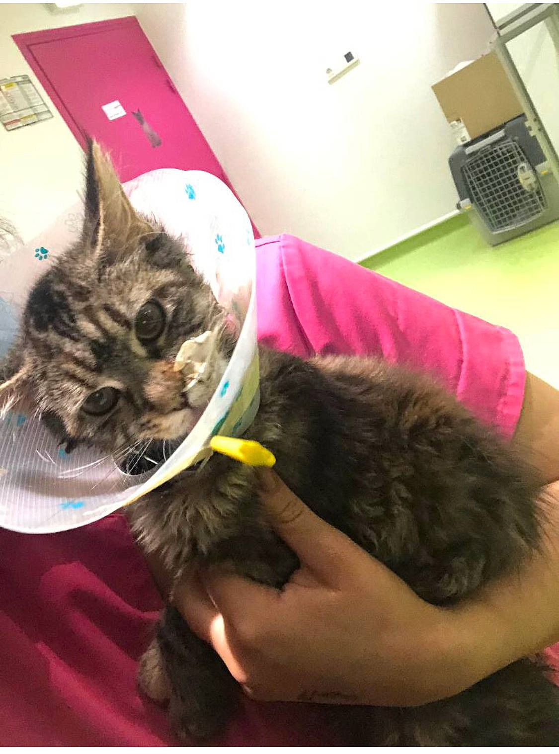 Reine participe au concours pour gagner de l'argent avec cette photo : canidae, carnivore, cat, claw, comfort, companion_dog, dog_breed, domestic_short_haired_cat, ear, fawn, felidae, fur, mammal, nap, paw, small_to_medium_sized_cats, tail, whiskers