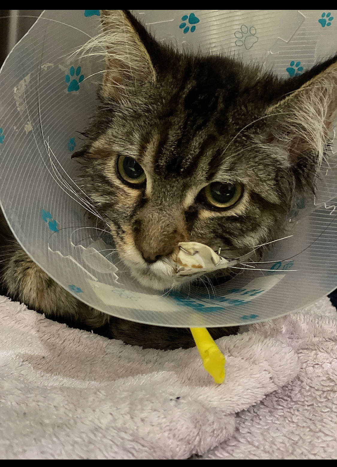 Reine a rejoint le concours — aidez-le/la à gagner de superbes lots ! art, carnivore, cat, cat_supply, circle, claw, domestic_short_haired_cat, felidae, fur, graphics, illustration, paw, pet_supply, photo_caption, small_to_medium_sized_cats, snout, still_life_photography, terrestrial_animal, whiskers