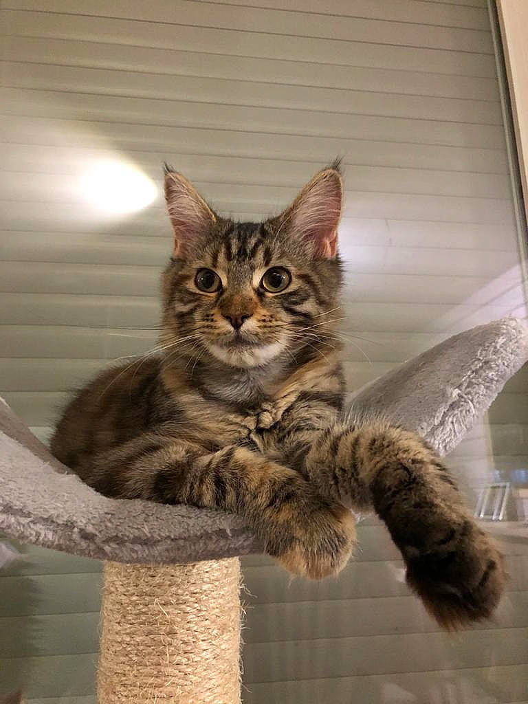 Reine participe au concours pour gagner de l'argent avec cette photo : carnivore, cat, claw, domestic_short_haired_cat, door, felidae, fur, paw, sitting, small_to_medium_sized_cats, snout, tail, terrestrial_animal, tree, whiskers, window, wood