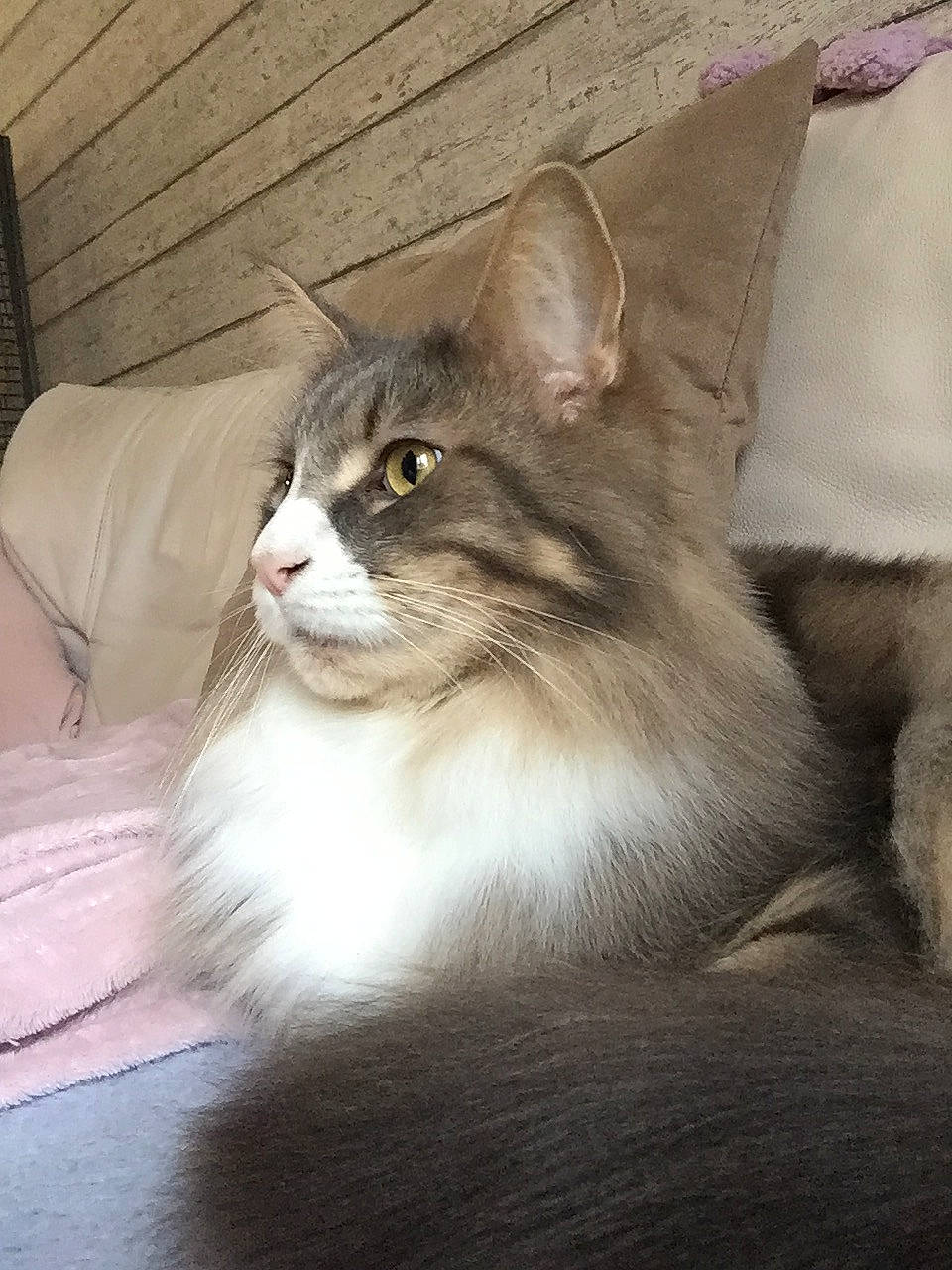 Nougat a rejoint le concours — aidez-le/la à gagner de superbes lots ! box, carnivore, cat, claw, domestic_short_haired_cat, fang, felidae, flooring, fur, grey, hardwood, paw, sitting, small_to_medium_sized_cats, snout, tail, terrestrial_animal, whiskers, window, wood