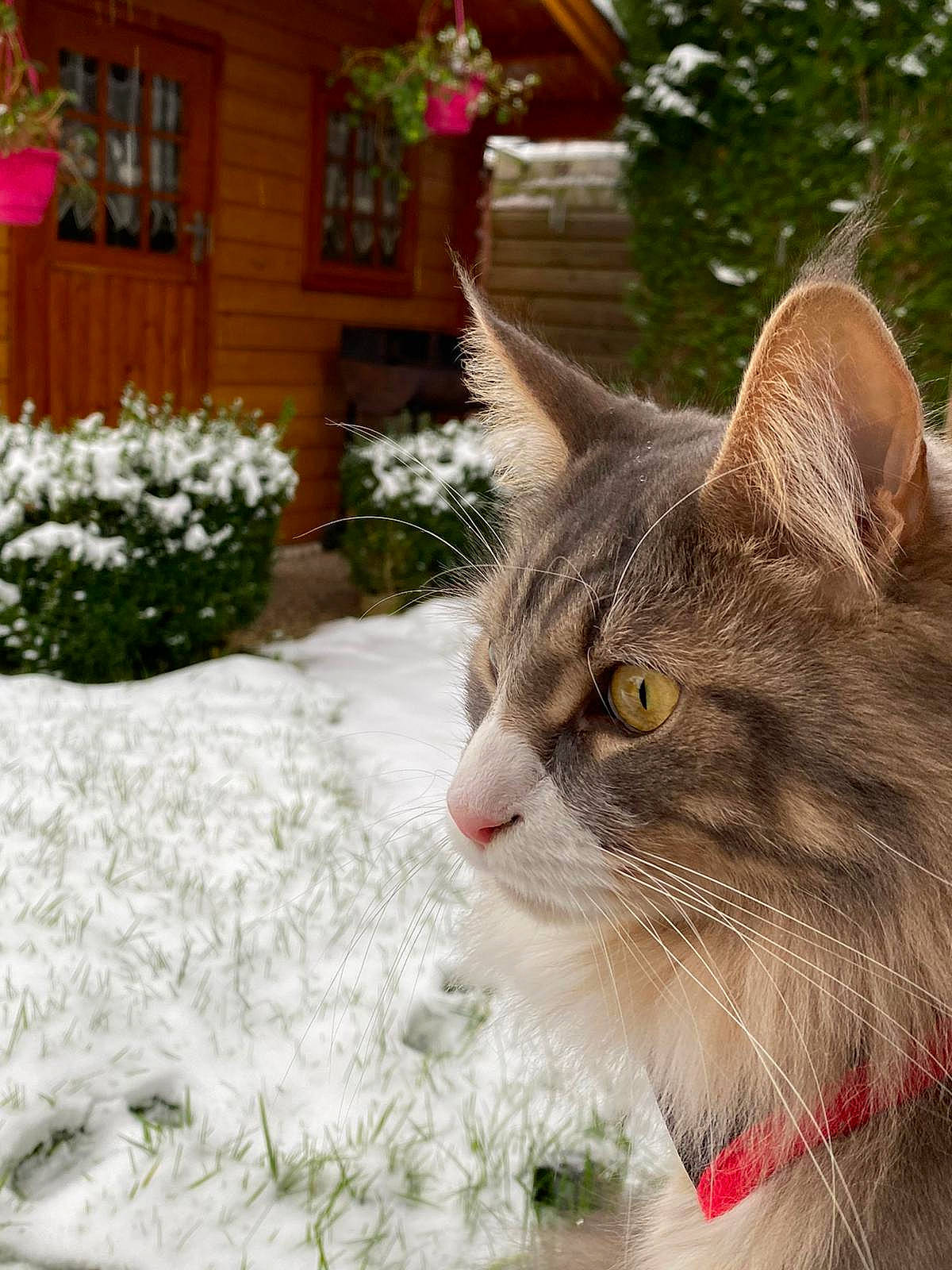 Nougat participe au concours pour gagner de l'argent avec cette photo : carnivore, cat, domestic_short_haired_cat, event, eye, fawn, felidae, freezing, fur, grass, home, plant, small_to_medium_sized_cats, snout, snow, tree, twig, whiskers, window, winter