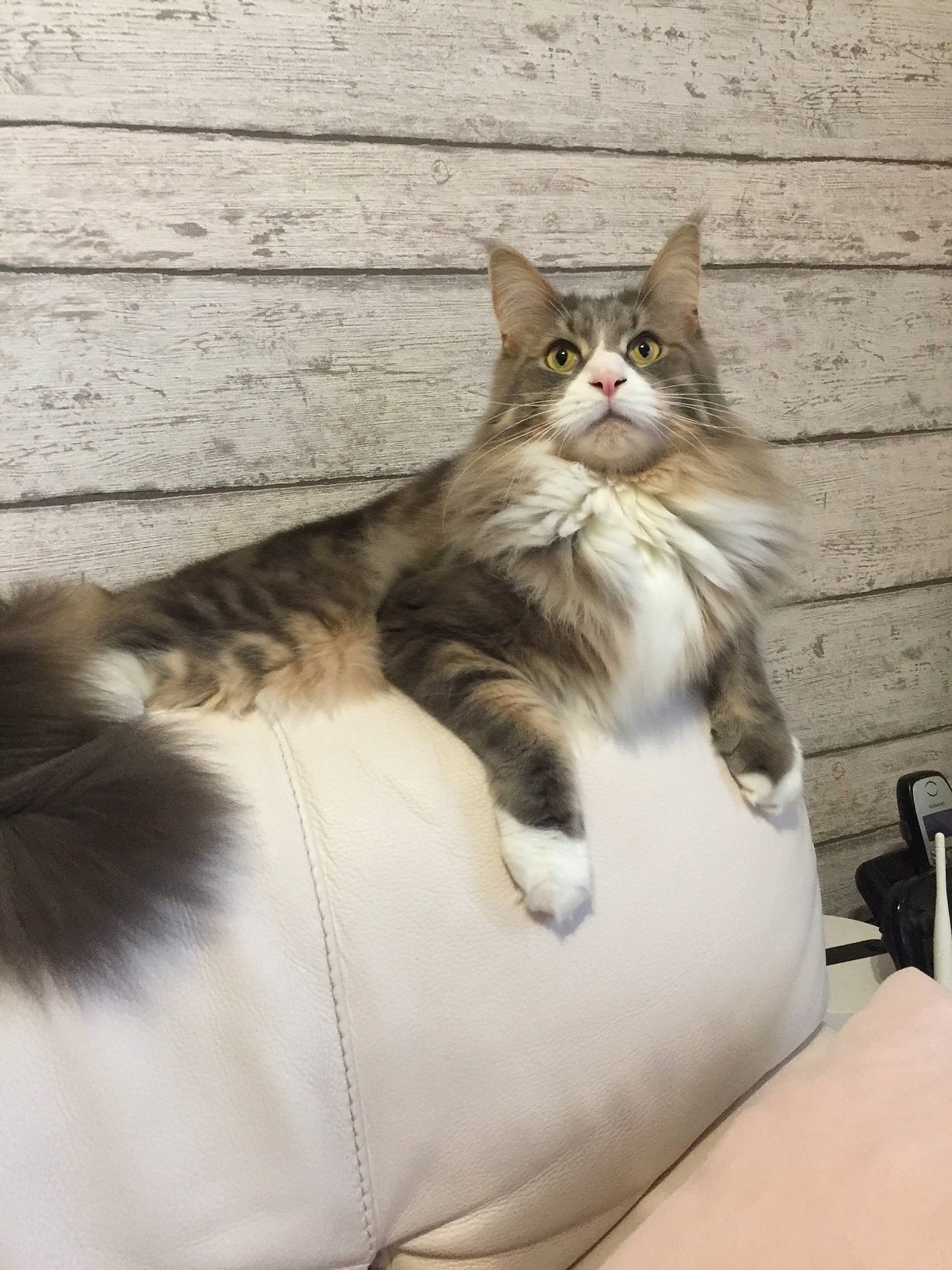 Nougat participe au concours pour gagner de l'argent avec cette photo : carnivore, cat, claw, comfort, domestic_short_haired_cat, felidae, foot, fur, human_leg, maine_coon, paw, sitting, small_to_medium_sized_cats, snout, tail, terrestrial_animal, whiskers, window, wood