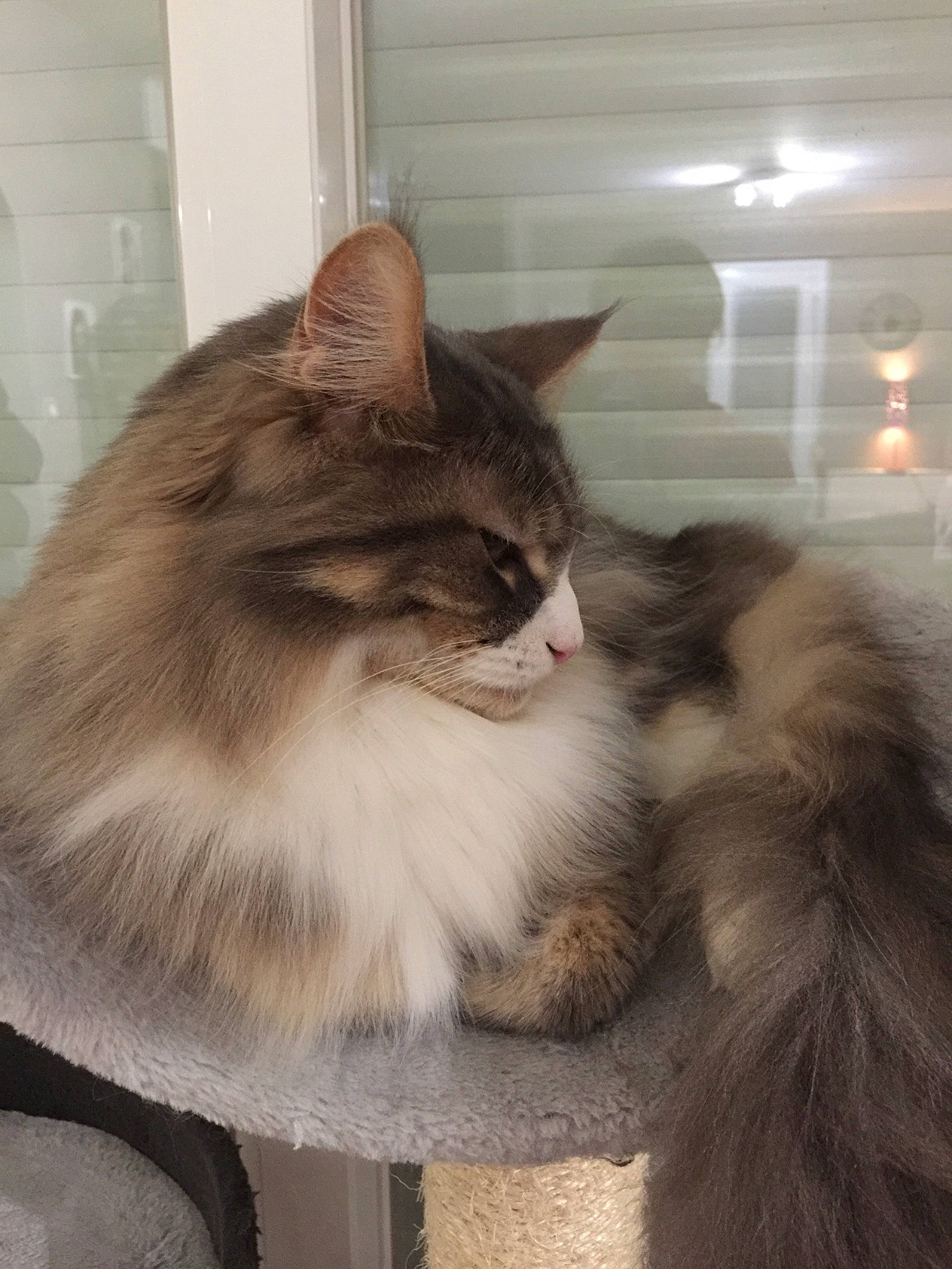 Nougat a rejoint le concours — aidez-le/la à gagner de superbes lots ! box, cardboard, carnivore, cat, cat_supply, claw, comfort, domestic_short_haired_cat, fawn, felidae, fur, maine_coon, paw, small_to_medium_sized_cats, smile, snout, tail, terrestrial_animal, whiskers, window