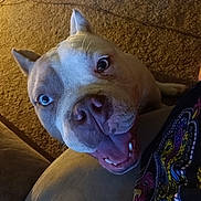 Jennifer Christensen joined the competition — help win amazing prizes! animal, blue_eyes, canine, carpet, close_up, colorful_clothing, companion, dog, domestic, ears, friendly, fur, happy, indoor, looking_up, pet, smiling, snout, teeth, tongue