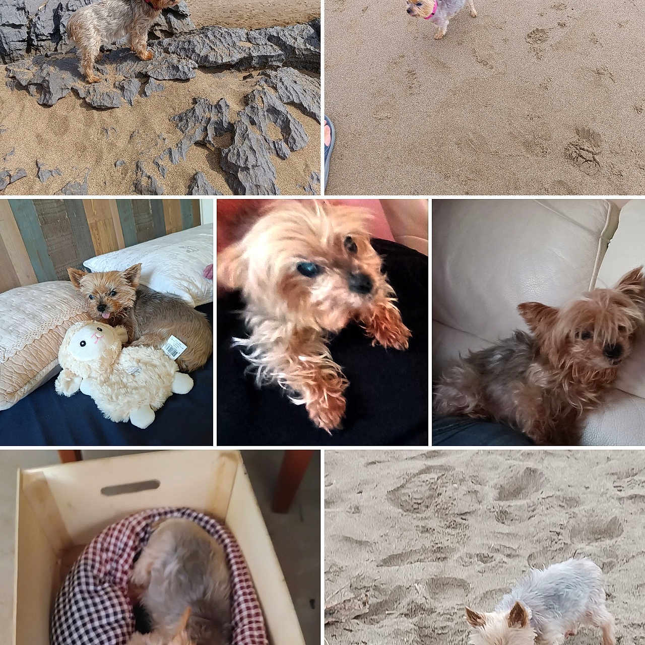 Dirka participe au concours pour gagner de l'argent avec cette photo : beach, bed, brown_dog, canine, collage, cozy, cute, dog, furry, indoor, multiple_photos, outdoor, pet, plush_toy, relaxing, resting, rocks, sand, sleeping, small_dog