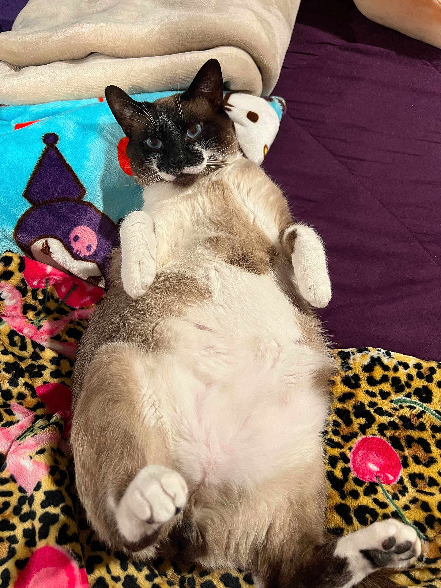 Toby is registered to the contest to win money with this photo: bed, belly, blankets, blue_eyes, cat, cozy, cute, feline, fur, indoor, leopard_print, lying_on_back, patterned_blanket, paws, pet, plush_toy, portrait, relaxed, siamese_cat, whiskers