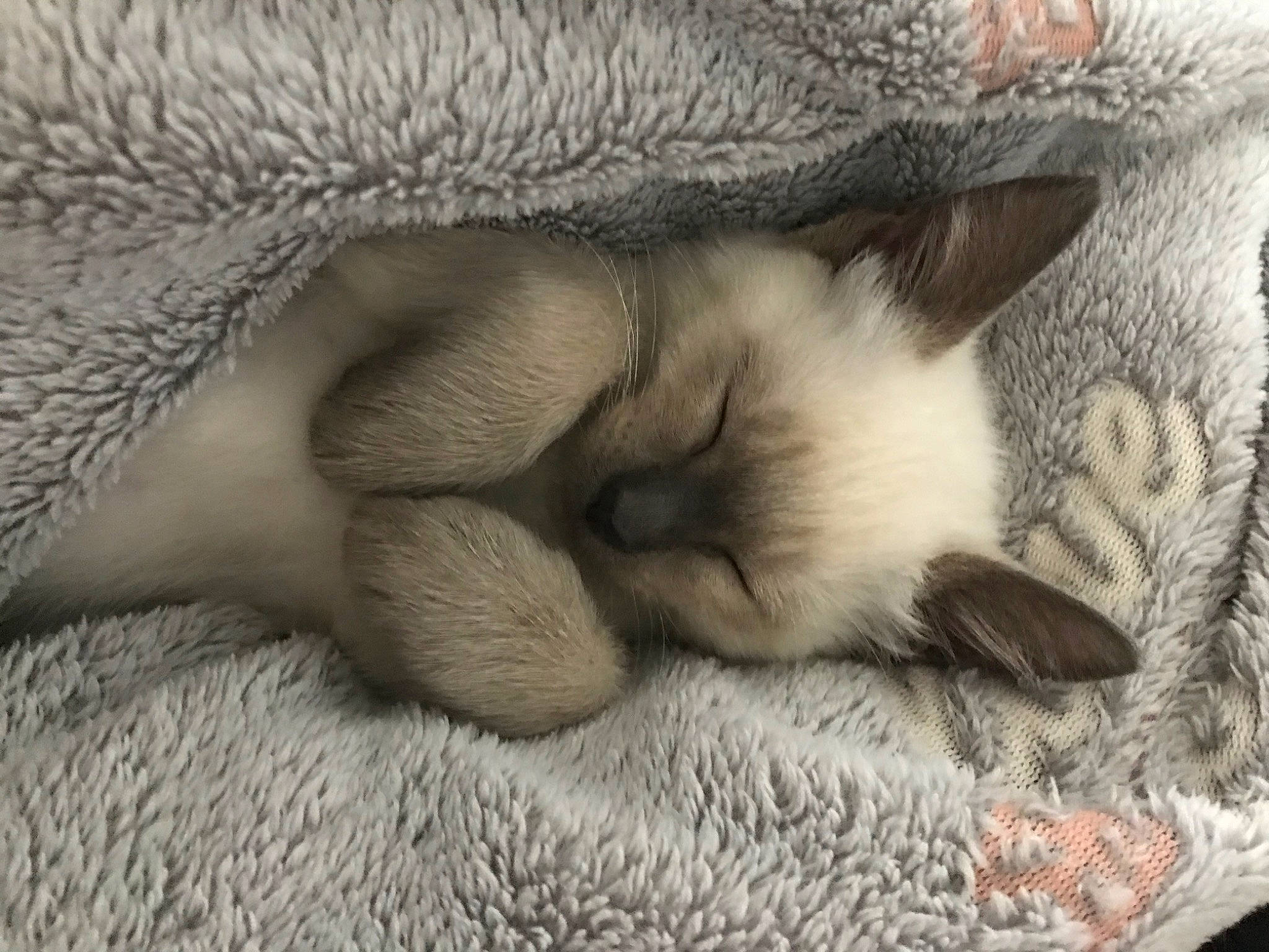 Charlie a rejoint le concours — aidez-le/la à gagner de superbes lots ! burmese, burmilla, carnivore, cat, claw, fawn, felidae, fur, mammal, nap, paw, ragdoll, siamese, singapura, sleep, small_to_medium_sized_cats, snout, thai, tonkinese, whiskers