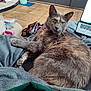 Tornade a rejoint le concours — aidez-le/la à gagner de superbes lots ! cat, tortoiseshell_cat, pet, indoor, blanket, laptop, bag, floor_tiles, furniture, household_items, curious, relaxed, fur, whiskers, ears, eyes, paw, cozy, domestic, resting