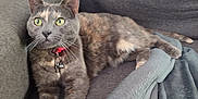 Tornade participe au concours pour gagner de l'argent avec cette photo : cat, tortoiseshell, green_eyes, collar, bells, couch, blanket, indoor, pet, feline, relaxed, fur, whiskers, ears, paws, tail, domestic_animal, resting, comfort, curious