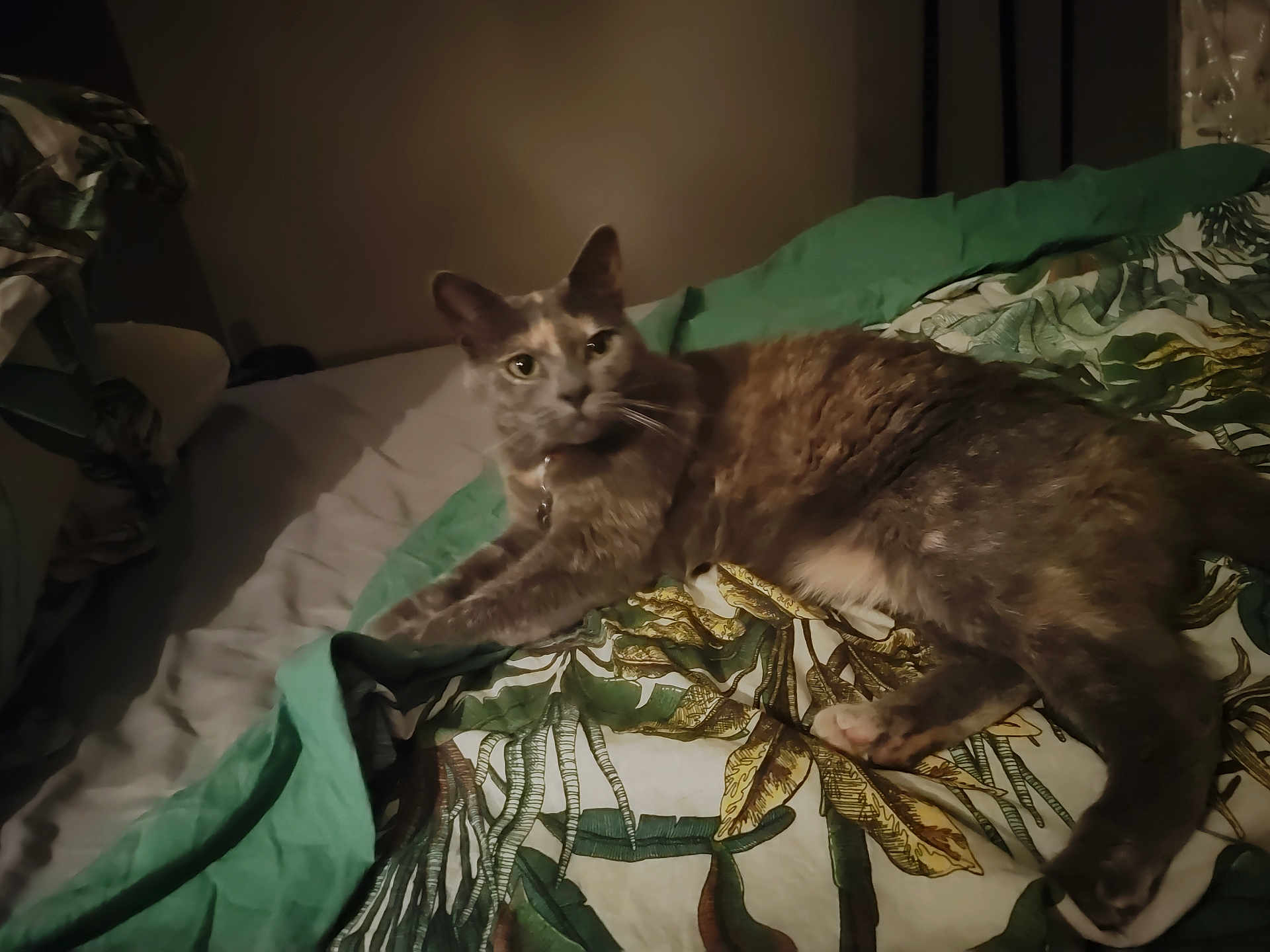 Tornade participe au concours pour gagner de l'argent avec cette photo : cat, bed, blanket, indoor, pet, feline, fur, animal, resting, sleepy, stretching, leaf_pattern, comfort, domestic, cozy, collar, whiskers, paws, relaxed, dim_light