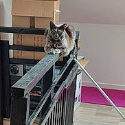Tornade participe au concours pour gagner de l'argent avec cette photo : cat, gray_cat, railing, wooden_railing, indoor, cardboard_boxes, floor, pink_mat, pet, feline, animal, curious, perched, domestic_cat, household, looking_at_camera, resting, home_interior, quiet, still_life