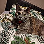 Tornade a rejoint le concours — aidez-le/la à gagner de superbes lots ! cat, tortoiseshell, gray_cat, green_eyes, bedspread, leaf_pattern, indoor, pet, feline, collar, bedroom, resting, whiskers, closeup, cute, domestic_cat, animal, fur, relaxed, looking_at_camera