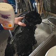 Francis joined the competition — help win amazing prizes! black_cat, bubbles, cat, cleaning, container, countertop, domestic, fur, glass_jar, hand, indoor, kitchen, pet, shampoo, sink, soap, tap, utensils, water, wet