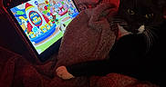 Francis joined the competition — help win amazing prizes! cat, black_cat, blanket, tablet, cartoon, plush_toy, bedroom, dim_lighting, cozy, indoor, feline, relaxing, soft_texture, animal, whiskers, paw, colorful, screen, toy, resting