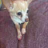 Little joined the competition — help win amazing prizes! dog, chihuahua, small_dog, pet, animal, nail_polish, pink_nails, paws, fur, ears, alert, cute, indoor, blanket, purple, resting, closeup, canine, companion, domestic_animal