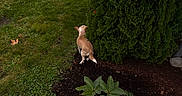 Little joined the competition — help win amazing prizes! dog, small_dog, grass, bush, garden, plant, greenery, outdoor, nature, curious, earthy_tones, pet, canine, sniffing, back_view, leaves, shrub, yard, daylight, ground