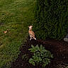 back_view, bush, canine, curious, daylight, dog, earthy_tones, garden, grass, greenery, ground, leaves, nature, outdoor, pet, plant, shrub, small_dog, sniffing, yard