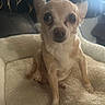 Little joined the competition — help win amazing prizes! dog, chihuahua, pet, small_dog, tan, bed, soft_bed, indoor, looking_at_camera, closeup, animal, cute, furry, ears, eyes, nose, paw, sitting, cozy, blurred_background
