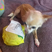 Little joined the competition — help win amazing prizes! dog, small_dog, chihuahua, blur, blanket, purple, food_wrapping, wrapped_food, pet, indoor, furniture, bed, paw, ear, fur, animal, cute, motion_blur, resting, household